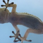 Researchers learn secret of how geckos cling to vertical walls
