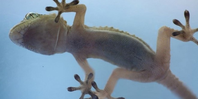 Researchers learn secret of how geckos cling to vertical walls