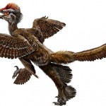 Researchers map evolution of dinosaurs to birds
