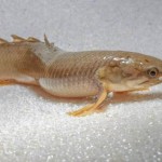 Researchers raised these fish to walk on land