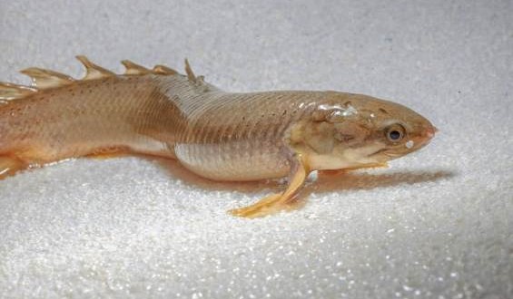 Researchers raised these fish to walk on land