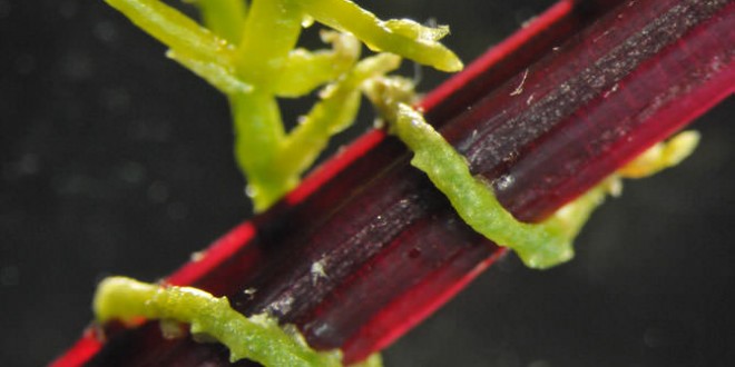 Researchers think they've discovered an entirely new mode of plant communication
