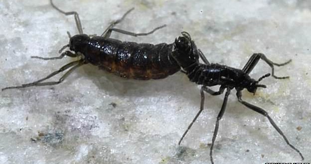 Scientists sees survival story in fly's small genome