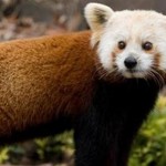 Shama : Red panda dies from brain disorder