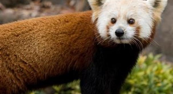 Shama : Red panda dies from brain disorder