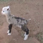 Sheep-goat hybrid born at petting zoo