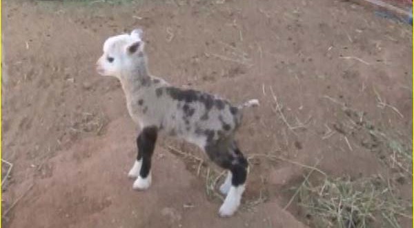 Sheep-goat hybrid born at petting zoo (Video)
