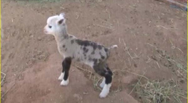 Sheep-goat hybrid born at petting zoo
