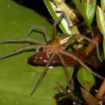 Spiders prefer the city life, Australian Study