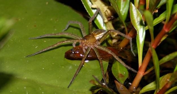 Spiders prefer the city life, Australian Study