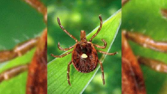 This tick may make you allergic to red meat, Report
