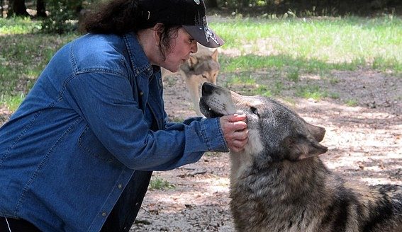 US : Florida preserve brings wolves, people together