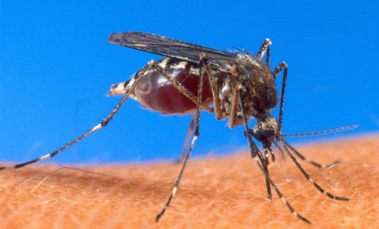 US : Large increase in West Nile mosquitoes