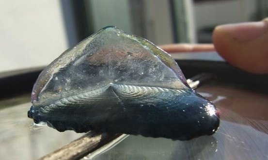 Velella Velella : Mysterious Jelly Creatures Wash Onto Californian Beaches