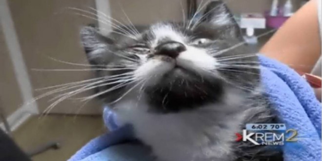 Vet Saves Tiny Kitten Tossed from Speeding Car (Video)