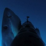 Watch great white sharks hunt an underwater robot