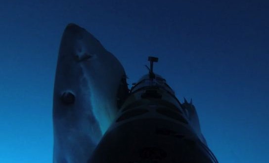 Watch great white sharks hunt an underwater robot