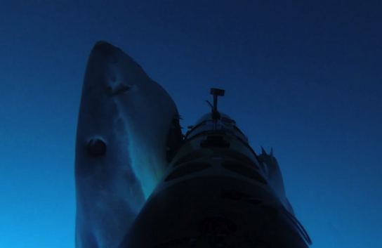 Watch great white sharks hunt an underwater robot (Video) - Canada