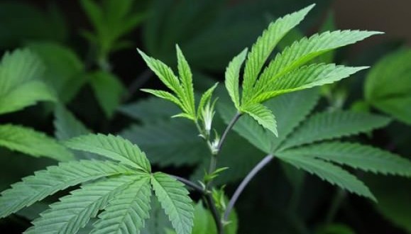 Whistler company recalls mouldy batch of medical marijuana, Report