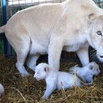 White Lion Cubs Born at German Circus