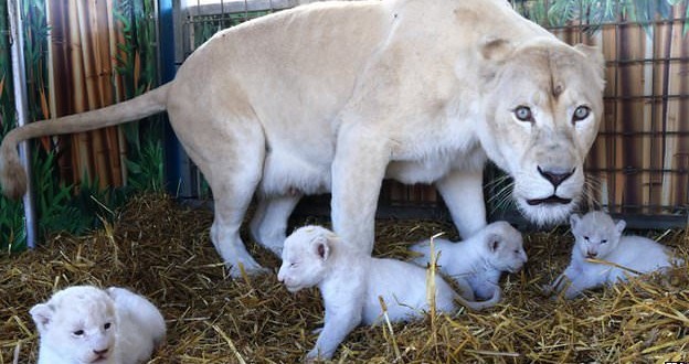 White Lion Cubs Born at German Circus (Photo)