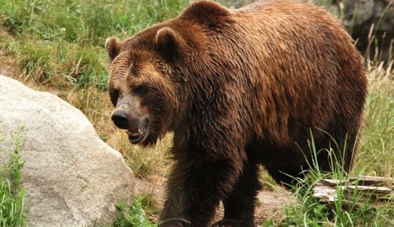 Woman Mauled by Bear Drives Herself to Hospital