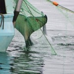 Young orca escapes fisherman's net as tourists look on