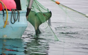 Young orca escapes fisherman's net as tourists look on