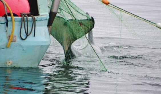 Young orca escapes fisherman's net as tourists look on