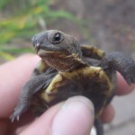 Alleged Canadian turtle smuggler denied bail, Report