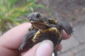 Alleged Canadian turtle smuggler denied bail, Report