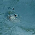 Antarctic Fish Possess Antifreeze and Anti-Melt Proteins, New Study