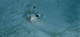 Antarctic Fish Possess Antifreeze and Anti-Melt Proteins, New Study