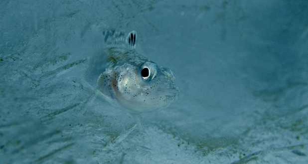 Antarctic Fish Possess Antifreeze and Anti-Melt Proteins, New Study