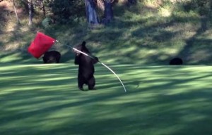 Bear spins in circles on golf course