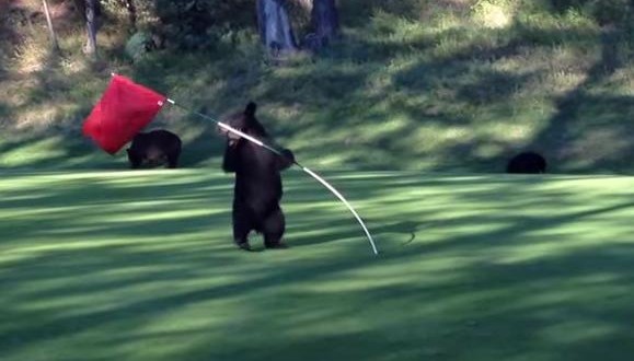 Bear spins in circles on golf course (Video)