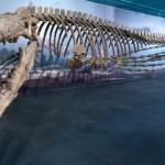 Bruce : Manitoba monster mosasaur biggest on display