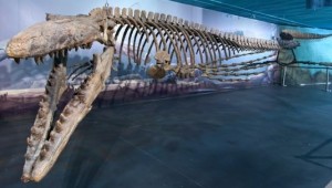 Bruce : Manitoba monster mosasaur biggest on display