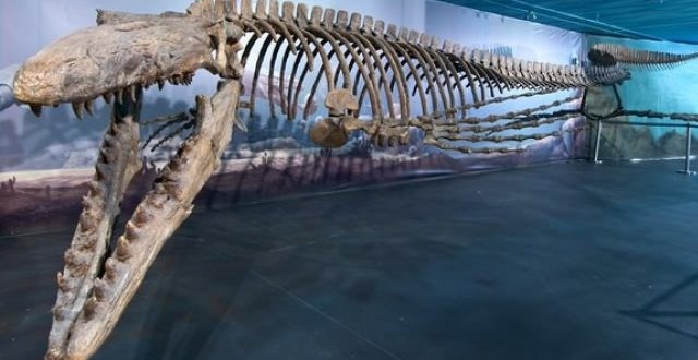 Bruce Manitoba monster mosasaur biggest on display
