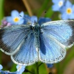 Butterflies need help, gardeners warn : Report