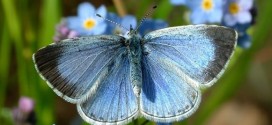 Butterflies need help, gardeners warn : Report