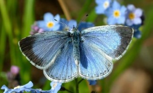 Butterflies need help, gardeners warn : Report