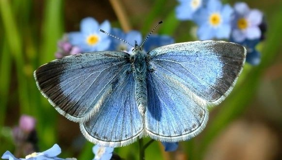 Butterflies need help, gardeners warn : Report