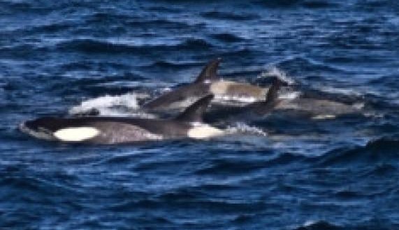 Census Orca population in Puget Sound declining