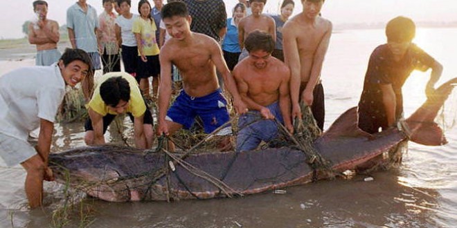 Chinese sturgeon on the brink of extinction