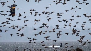 Climate change to spell doom for U.S. bird species, Study
