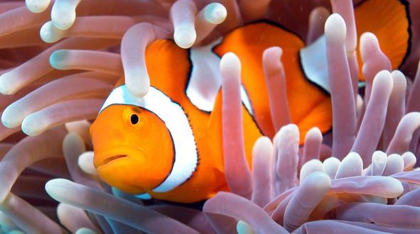 Clownfish can swim 400km to find new home, New Study