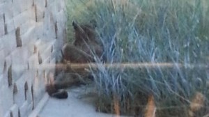 Cougar killed near South Health Campus