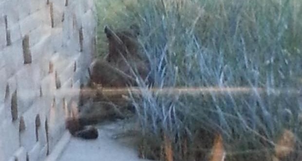 Cougar killed near South Health Campus (Video)