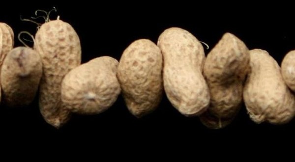 Dry roasted peanuts may trigger allergy risk, Study